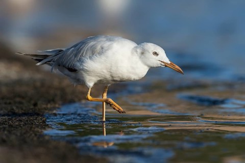Slender-billed Gull (Chroicocephalus genei) foraging, Eilat, Israel