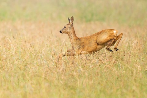 Roe deer (Capreolus capreolus), doe jumping across a meadow, wildlife, Lower Saxony, Germany