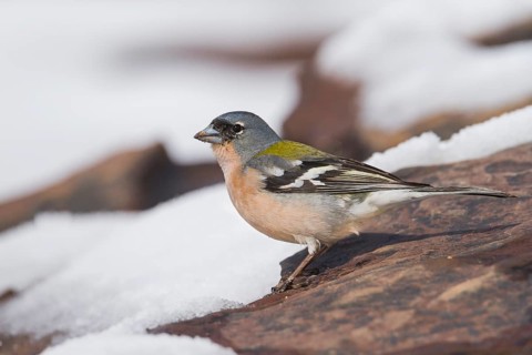 Atlas Chaffinch - Afrikanischer Buchfink - Fringilla coelebs ssp. africana, Morocco, male