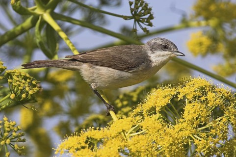 Lesser Whitethroat (Sylvia curruca), Lesvos, Greece