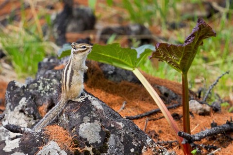 Sibirisches Streifenhörnchen (Tamias sibiricus) steht wachsam auf Felsen, Khuvsgul See, Chöwsgöl,