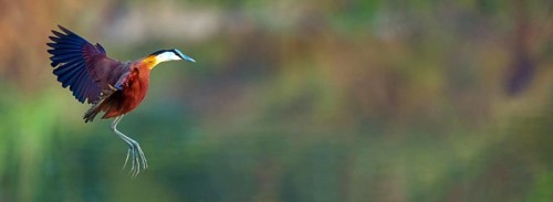 Blue-fronted Jacanas, (Actophilornis africana), Actophilornis africanus