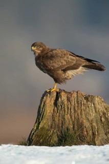 Common Buzzard (Buteo buteo), Mecklenburg-Western Pomerania, Germany