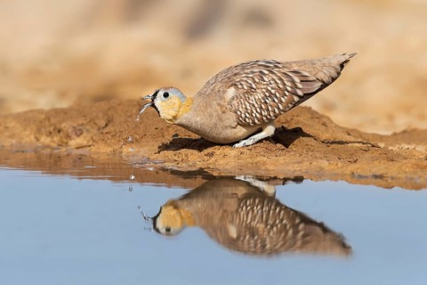 Crowned Sandgrouse (Pterocles coronatus) male drinking, Negev, Israel