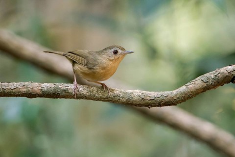 Buff-breasted Babbler (Pellorneum tickelli) perched on a branch, Di Linh, Vietnam