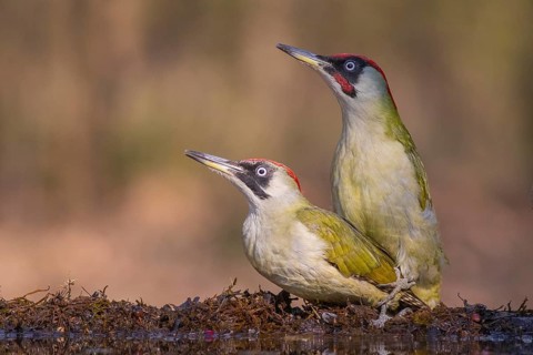 European Green Woodpecker (Picus viridis) pair mating, Subotica, Serbia