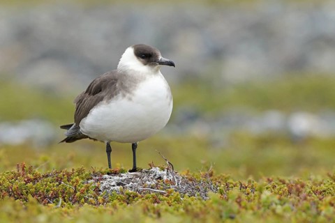Parasitic Jaeger (Stercorarius parasiticus), Finnmark, Norway
