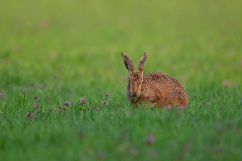 European brown hare (Lepus europaeus) adult animal feeding in a farmland cereal field in spring,