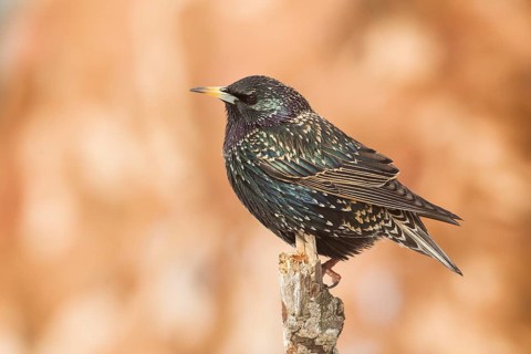 Common Starling (Sturnus vulgaris), Bavaria, Germany