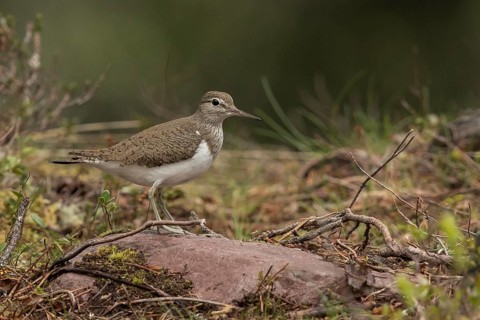 Common Sandpiper (Actitis hypoleucos) perched on a rock, Dalarna, Sweden