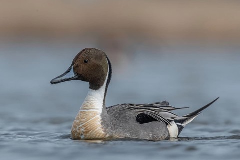 Northern Pintail (Anas acuta) male, Schleswig-Holstein, Germany