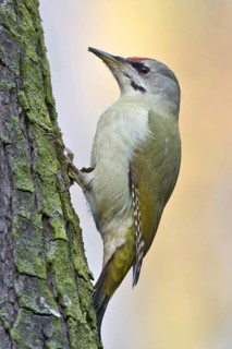 Grey-headed Woodpecker (Picus canus), Saxony, Germany