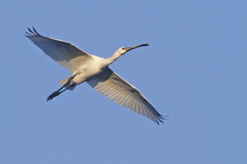 Eurasian Spoonbill (Platalea leucorodia) juvenile flying, Netherlands