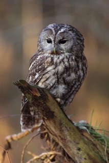 Waldkauz; lat. Strix aluco; auf Baumwurzel sitzend und hinab schauend