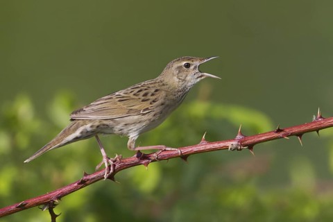 Common Grasshopper Warbler (Locustella naevia) singing, Zurich, Switzerland