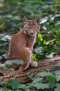 Eurasian lynx (Lynx lynx), Germany