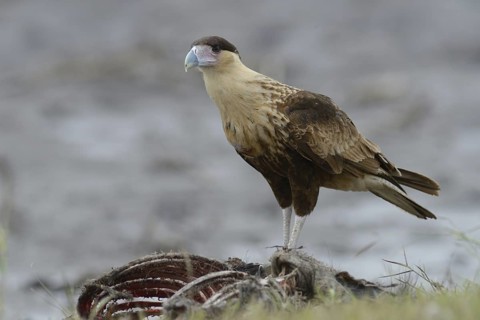 Northern Crested Caracara (Caracara cheriway), Texas, USA