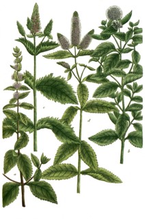 Botany, plants, a. mentha aquatica, brook mint, b. mentha arvensis, field mint, c. mentha crispa,