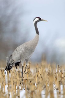 Common Crane (Grus grus), Mecklenburg-Western Pomerania, Germany