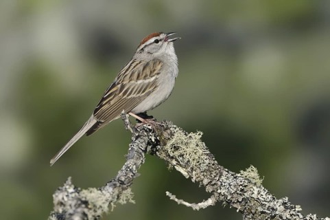 Chipping Sparrow (Spizella passerina), British Columbia, Canada