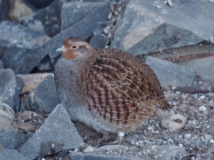Grey partridge (Perdix perdix)