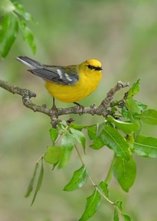 Blue-winged Warbler (Vermivora cyanoptera) male perched on a branch, Texas, USA