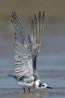 Black Tern (Chlidonias niger), Texas, USA
