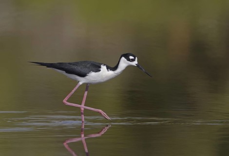 Black-necked Stilt (Himantopus mexicanus), Florida, USA