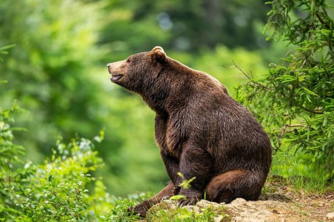 Eurasian brown bear (Ursus arctos arctos) sitting on a rock, Bavarian Forest, Bavaria, Germany