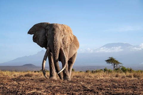 African elephant (Loxodonta africana) in picturesque landscape with the summit of Mount