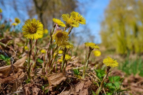 Yellow coltsfoot flowers in a meadow, trees and a blue sky are visible in the background, spring,