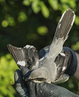 Southern Grey Shrike (Lanius meridionalis) ringing, Valencia, Spain