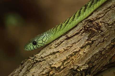 Western green mamba (Dendroaspis viridis), captive