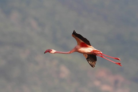Lesser Flamingo (Phoeniconaias minor) flying, Lake Bogoria, Kenya