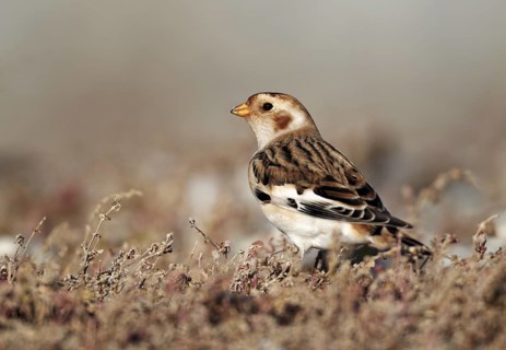 Snow Bunting (Plectrophenax nivalis), Schleswig-Holstein, Germany