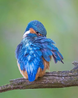 Common Kingfisher (Alcedo atthis) female preening, perched on a branch, Saxony-Anhalt, Germany