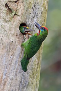Harlekinbartvogel (Psilopogon mystacophanos) male feeding juvenile in nest cavity, Malaysia