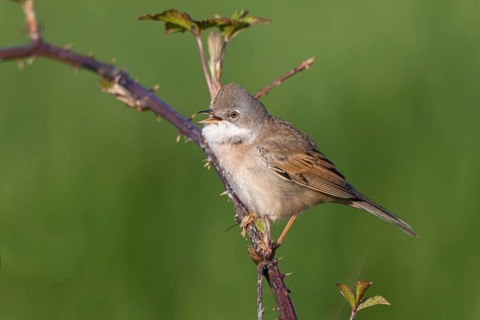 Common Whitethroat (Sylvia communis) singing, North Rhine-Westphalia, Germany