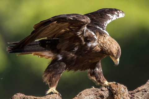 Spanish Imperial Eagle (Aquila adalberti) male perched on a branch with prey, Andalusia, Spain