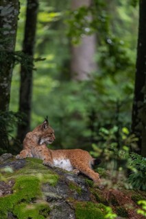 One adult Eurasian lynx, (Lynx lynx), resting in a forest on mossy rocks