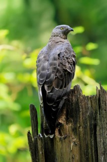 Honey buzzard (Pernis apivorus), adult, perch, vigilant, in summer, Šumava, Czech Republic