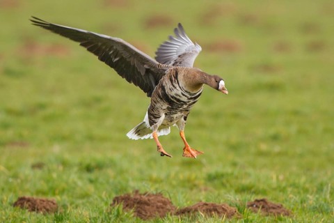 Greater White-fronted Goose (Anser albifrons) flying, North Rhine-Westphalia, Germany