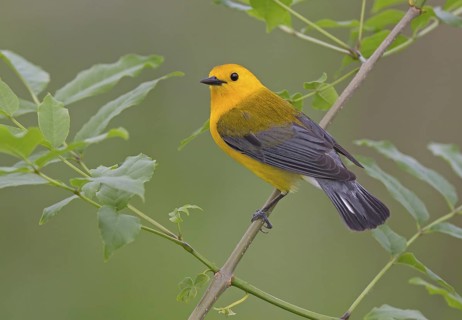 Prothonotary Warbler (Protonotaria citrea) male, Ohio, USA