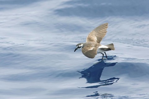 White-faced Storm Petrel (Pelagodroma marina) flying, Victoria, Australia