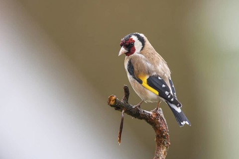 European Goldfinch (Carduelis carduelis), Bavaria, Germany