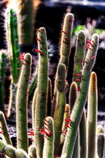 Cleistocactus parviflorus, Jardin de Cactus with more than 10000 cacti by Cesar Manrique, Guatiza,