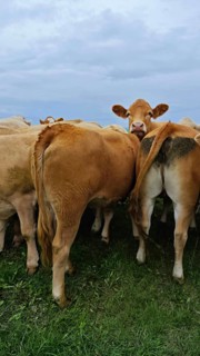 Rear view of a group of brown cows (bos taurus) on a green meadow under a cloudy sky, Franconian