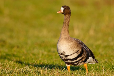 Greater White-fronted Goose (Anser albifrons), North Rhine-Westphalia, Germany