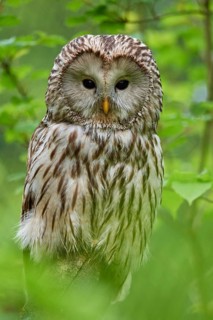 Ural owl (Strix uralensis), sitting on a branch surrounded by green foliage and observing its