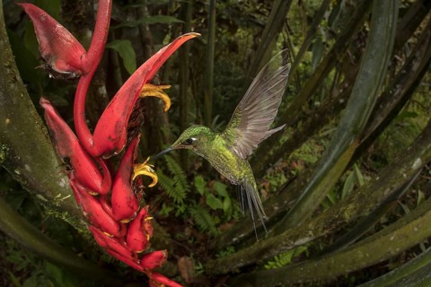 Empress Brilliant at Heliconia flowers. Image taken remotely with a fisheye lens. Mashpi Lodge,